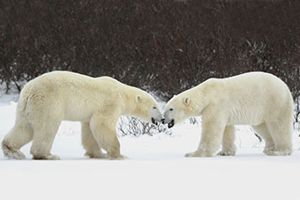 Charter Flights To Goose Bay Labrador